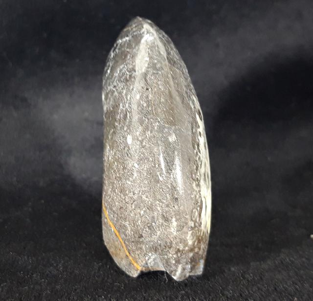 Manticoceras sp. HYATT 1884 - Bild &copy; FossNet FossilienStore